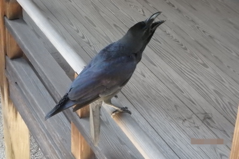 大覚寺　宸殿に向かう廊下に現れたカラス