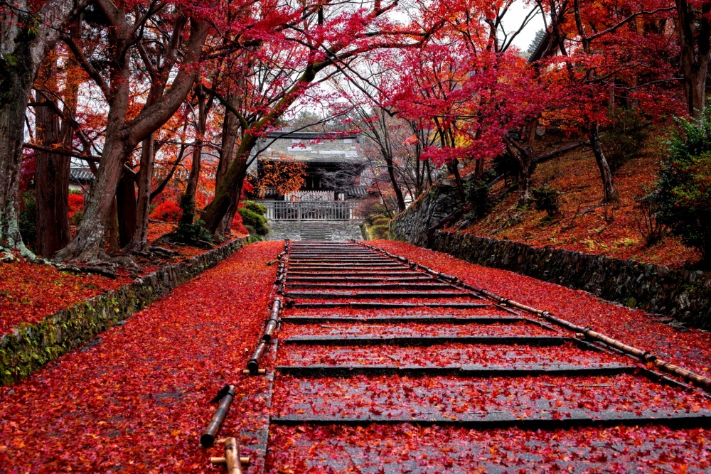 毘沙門堂勅使門前の目にも鮮やかな敷紅葉