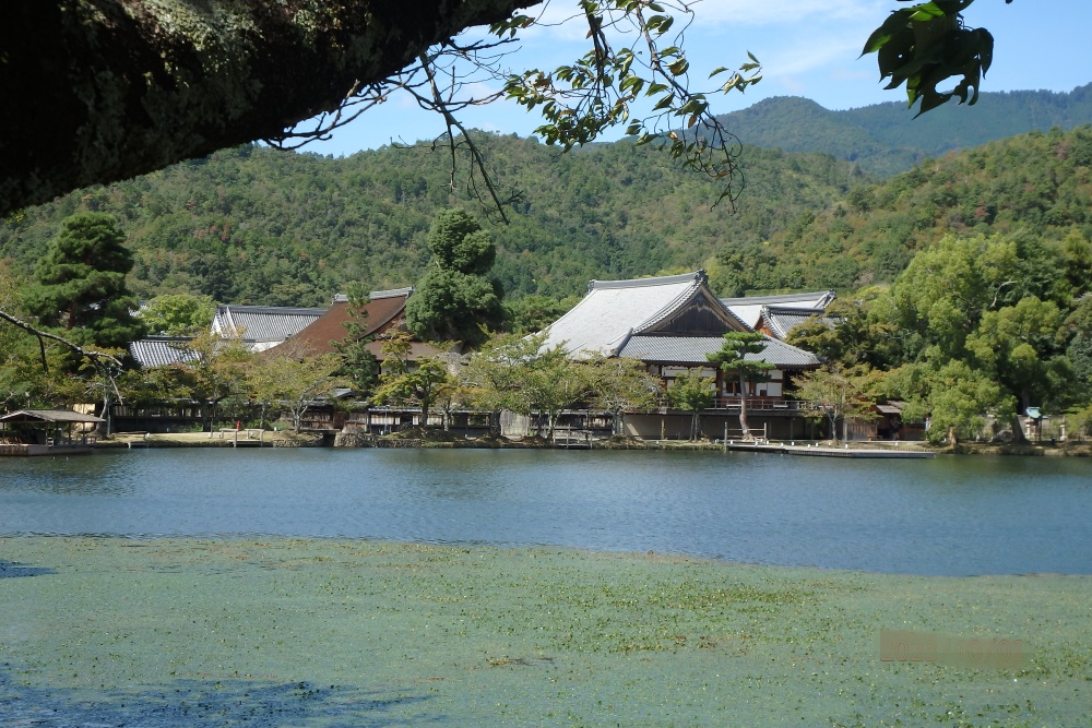 大沢の池から望む大覚寺