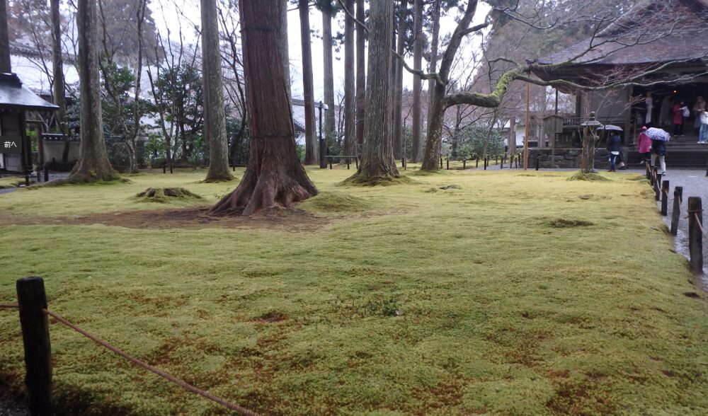 京都・大原にある三千院の美しい苔庭を写した写真