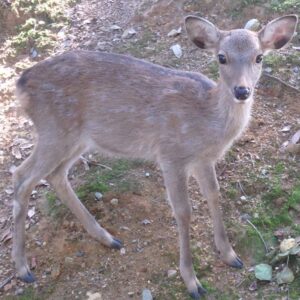 神の使いとされている春日大社の鹿