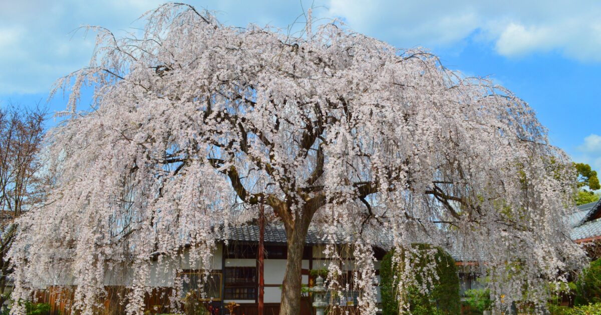春に満開を迎える本満寺のしだれ桜が、本堂を包み込むように咲き誇る様子。