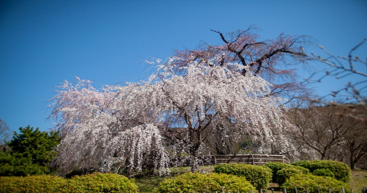 京都・東山の円山公園に咲くしだれ桜。春の訪れを告げる美しい花と池の風景。