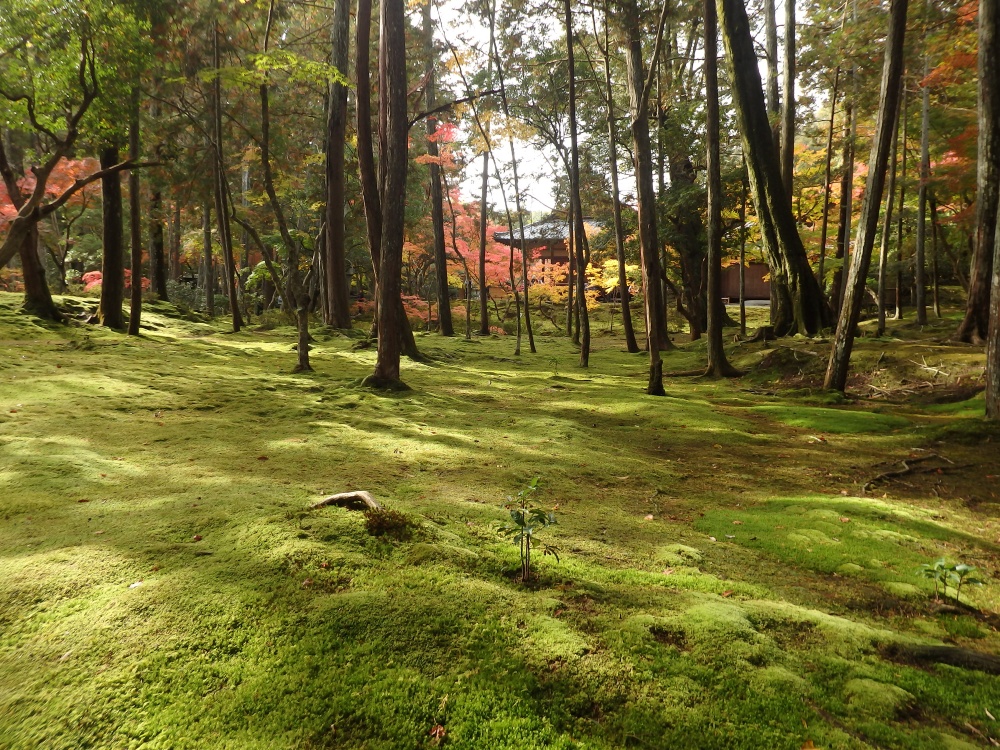 京都の苔寺・西芳寺に広がる美しい苔庭の風景